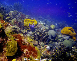Capt Don's Habitat House Reef in the afternoon... Bonaire by William Goodwin 